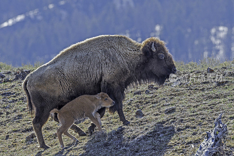 美国野牛或简称野牛(bison bison)，也通常被称为美国水牛或简称水牛，黄石国家公园，怀俄明州。母鲸和幼鲸。